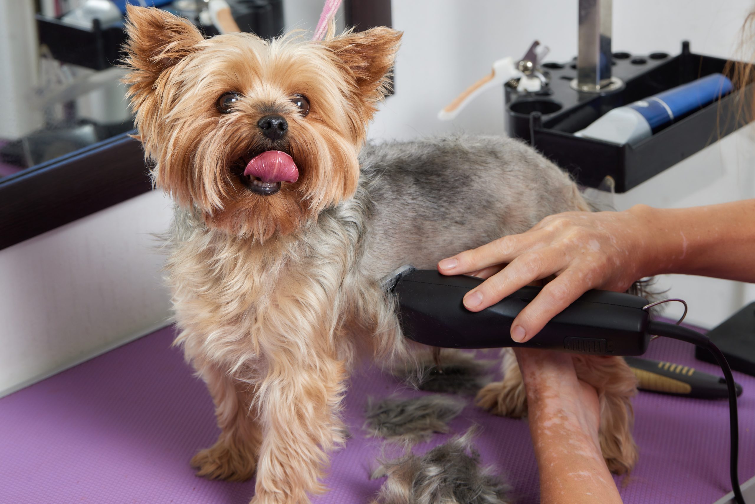 The Yorkshire Terrier lies on the grooming table in the zoo salon with a beautiful haircut for every day.